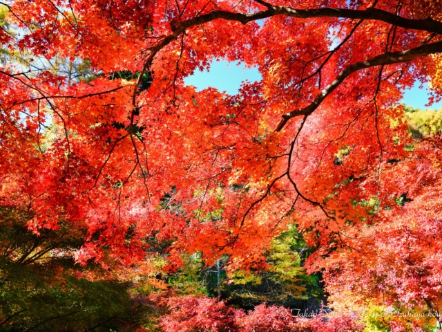 出早公園 紅葉